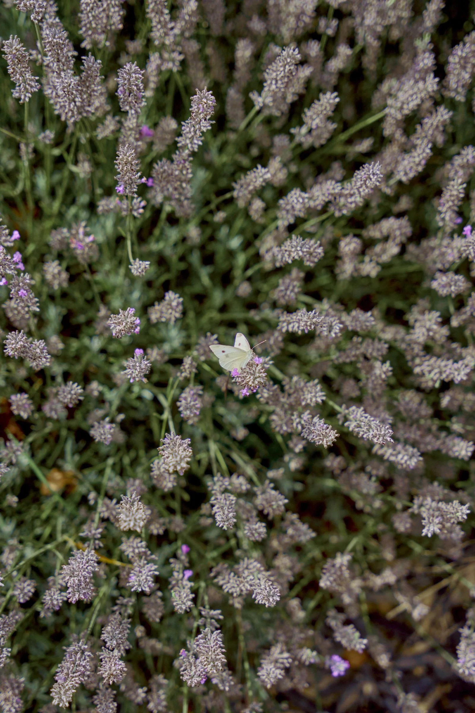 250312_MonaFarm_044.jpg