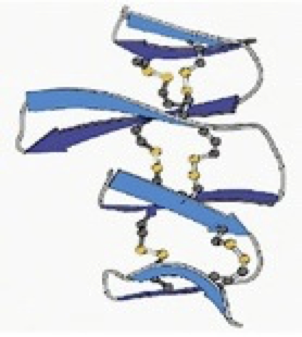 Structure of the progranulin protein