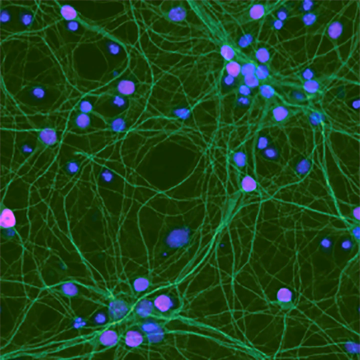 Neuronal network image