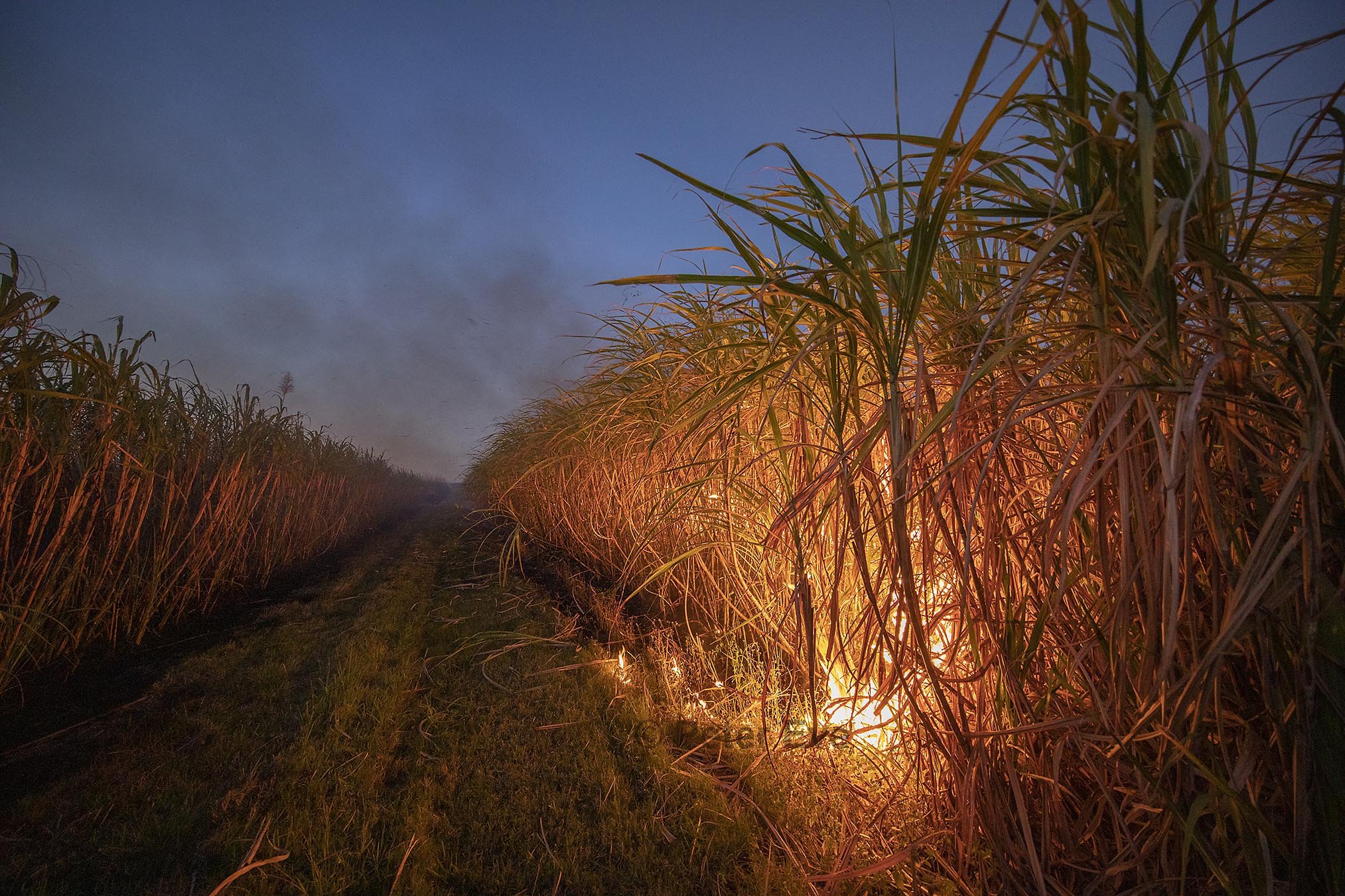 04 Sugar Cane Burn