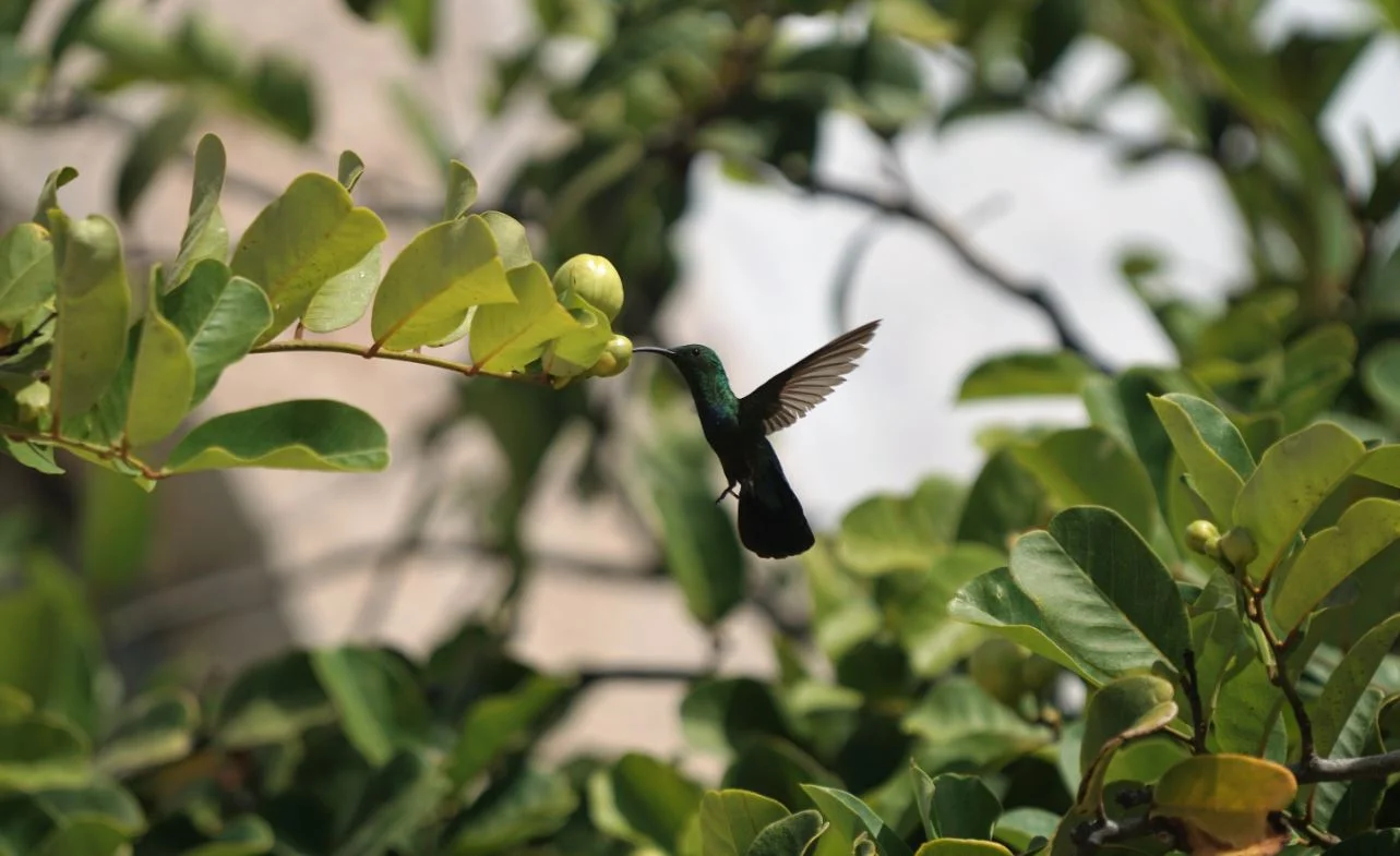 Advice from a Carpenter