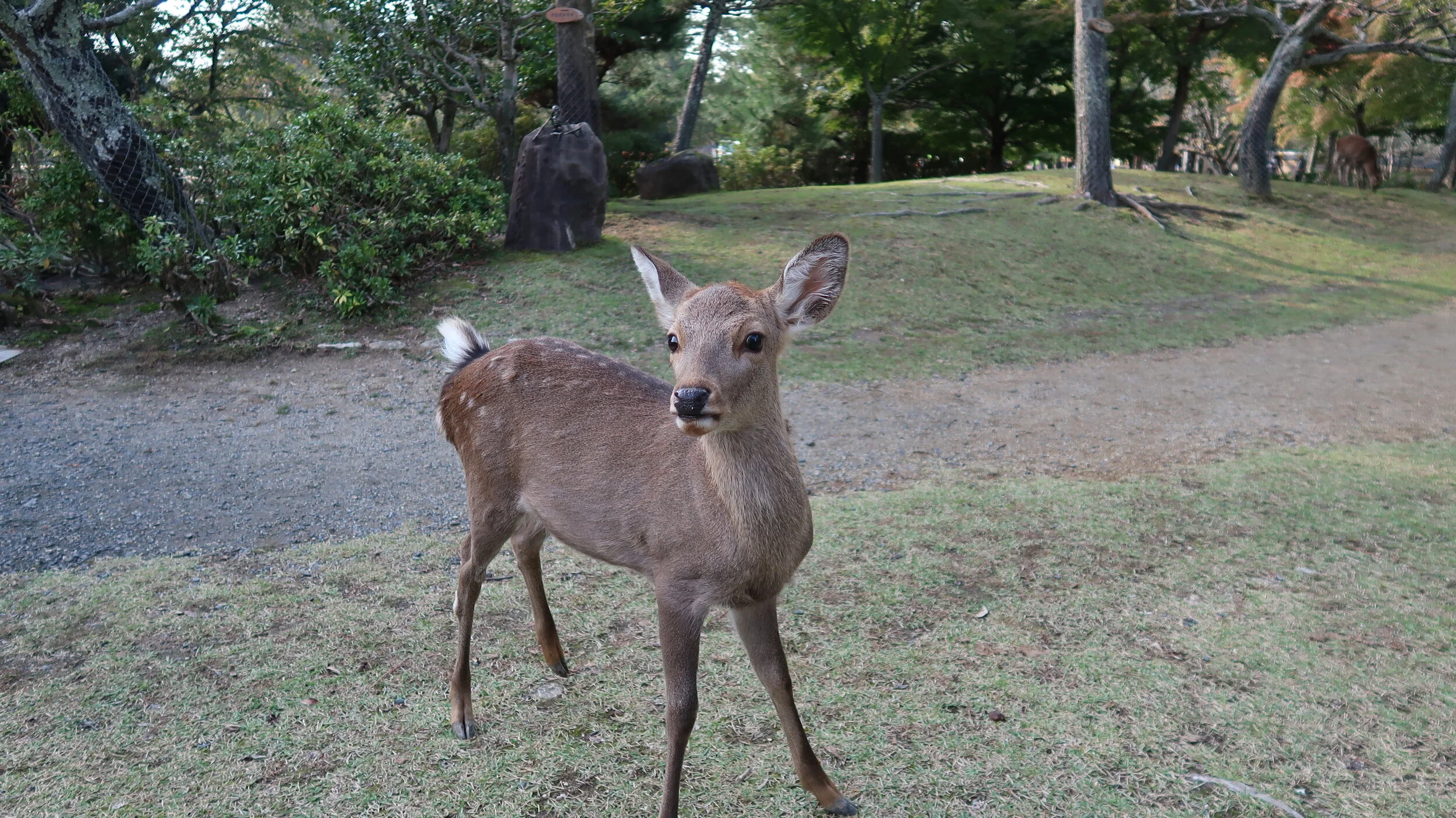 IMG_1262.JPG