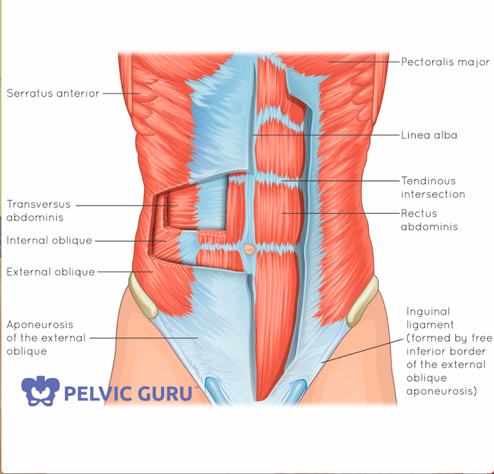 Transverse Abdominis Tight Multifidus Optimizing Core Retraining