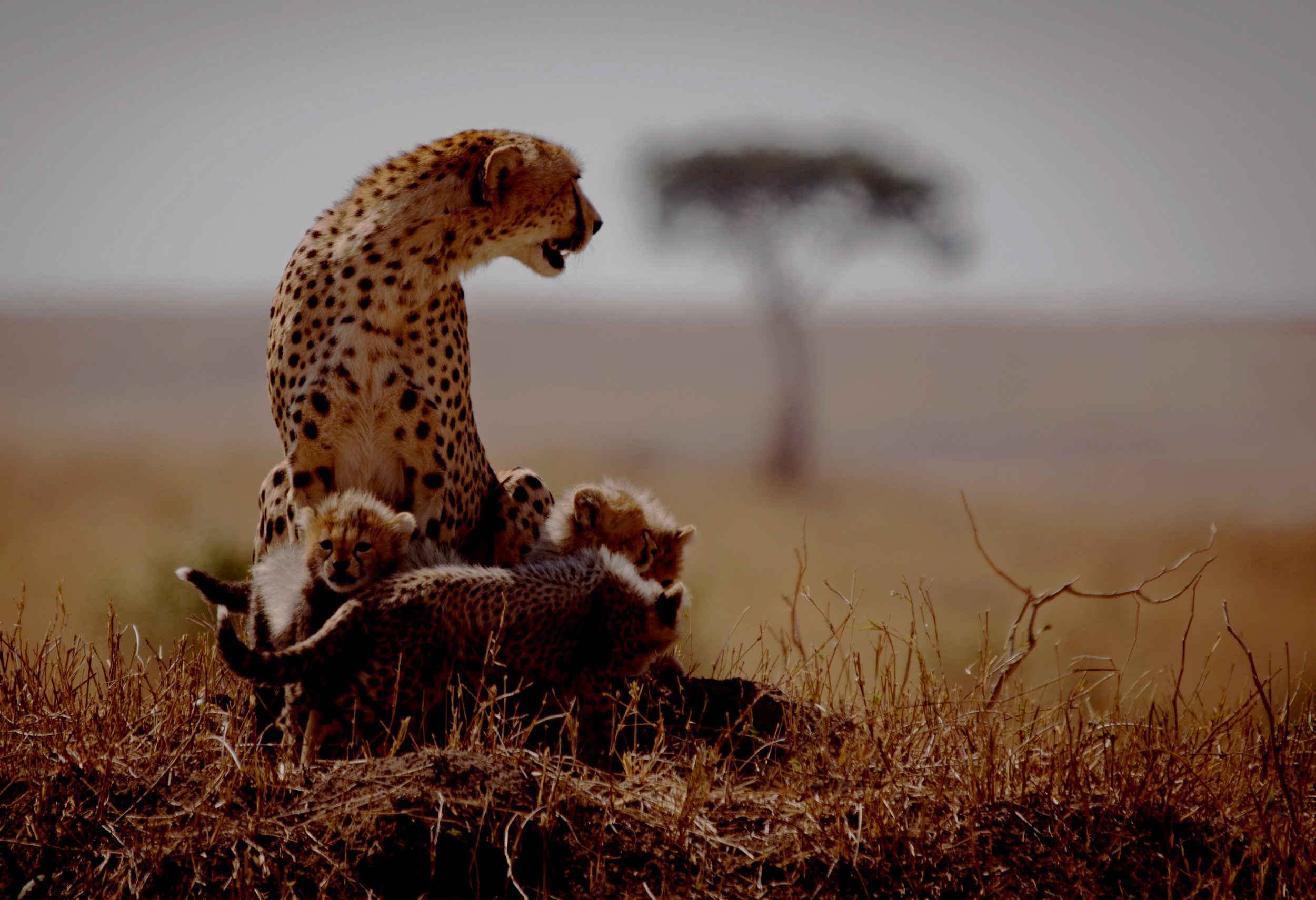 Cheetah-and-cubs-532180152_4332x2964.jpg