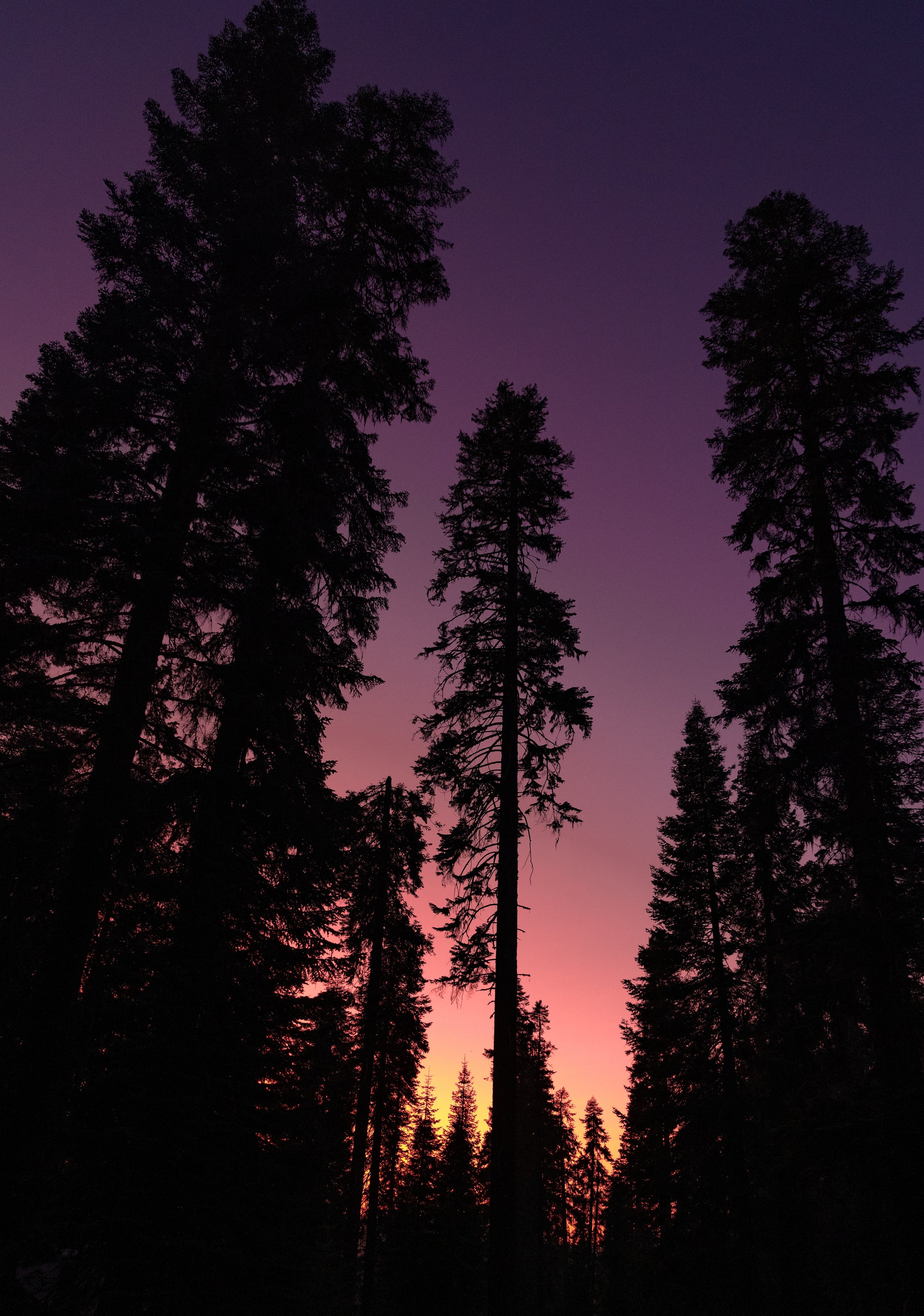 Sequoia_Rough_00-1.JPG