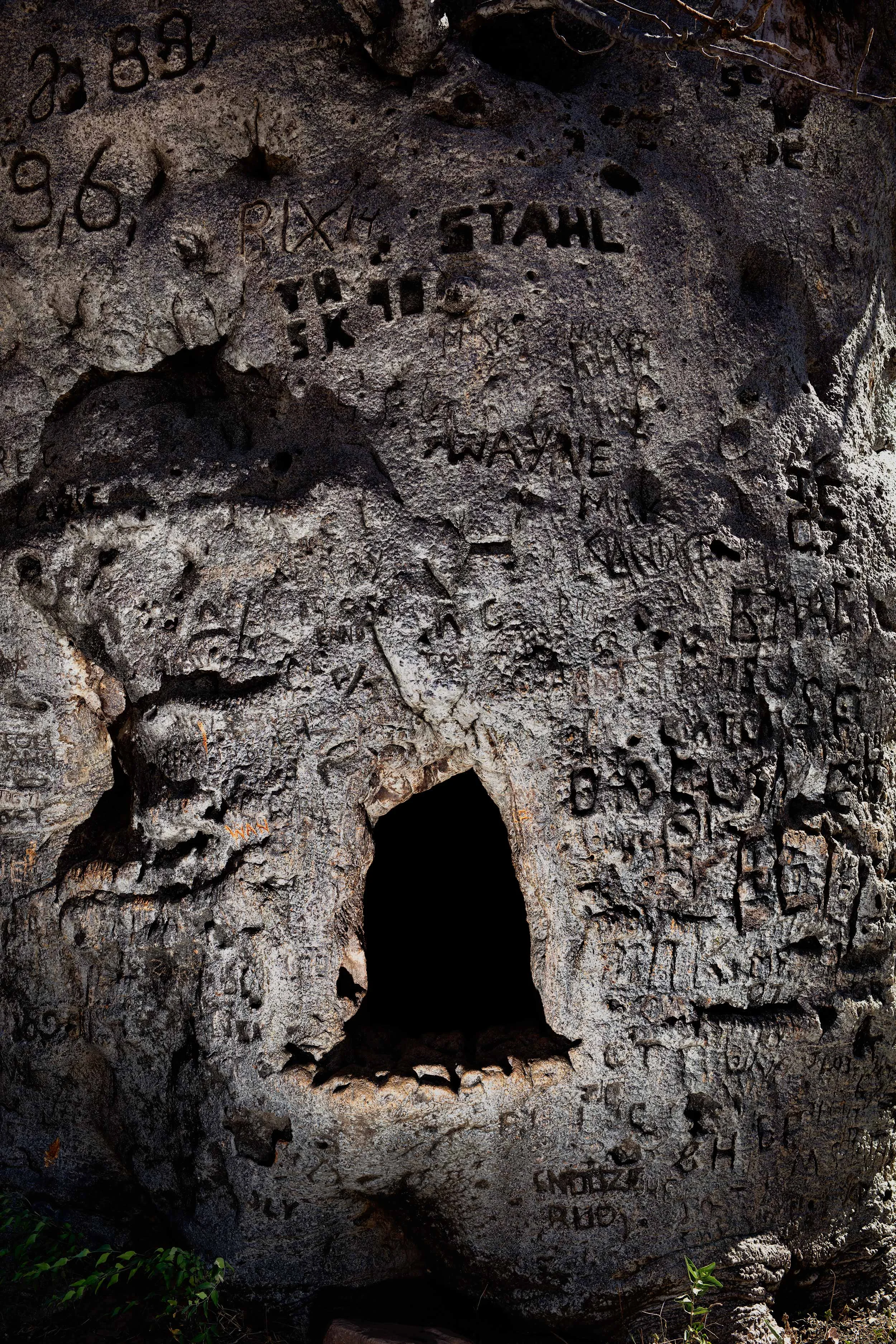 Boab tree covered by a century of tourist graffiti, mythologised as the Hillgrove Lockup, north Western Australia, 2016 108x152cm, pigment print on platine fibre paper