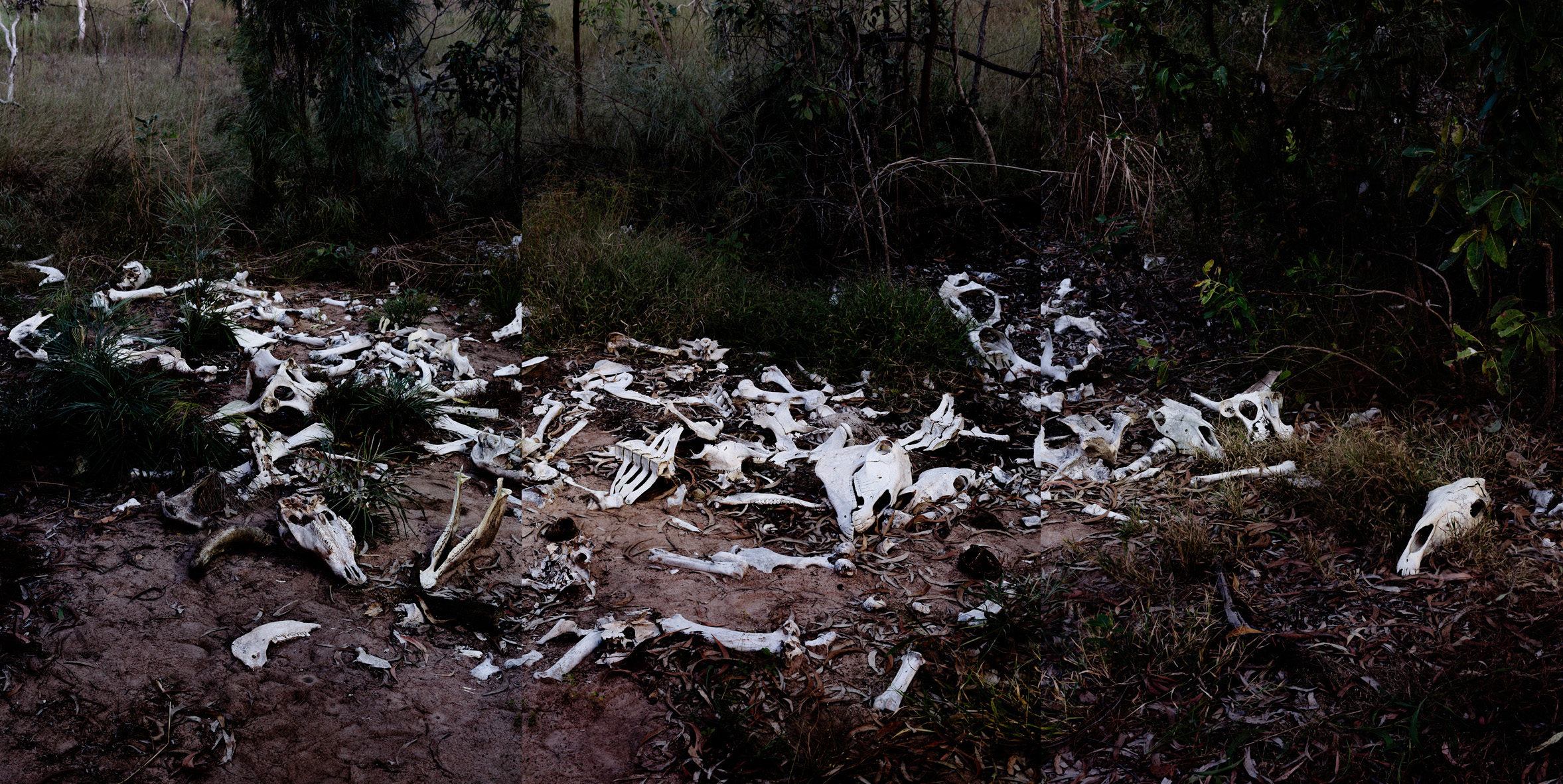   Bones, Humpty Doo, Northern Territory,  2016  Pigment print on platine fibre paper, triptych, 107x213cm   