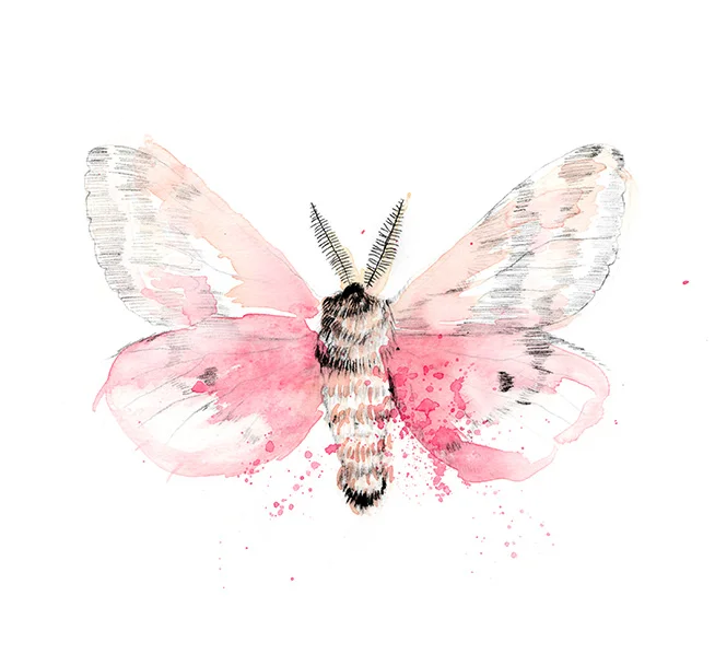 SherylCole_Moth_thumb.jpg