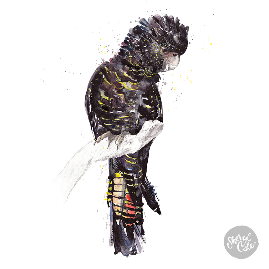 australian bird illustration, native australian birds, bird art prints, wildlife illustration, watercolour bird painting, nature wall art, australian wildlife art, botanical illustration, illustrated birds, giclée art prints, australian artist