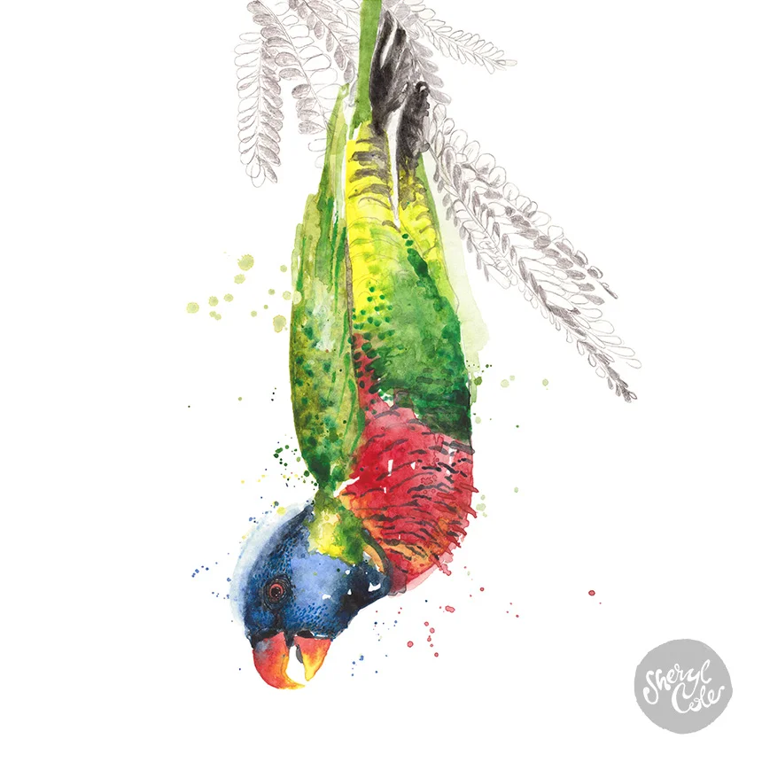 australian bird illustration, native australian birds, bird art prints, wildlife illustration, watercolour bird painting, nature wall art, australian wildlife art, botanical illustration, illustrated birds, giclée art prints, australian artist