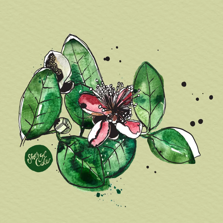SherylCole_FeijoaPlant2860.jpg