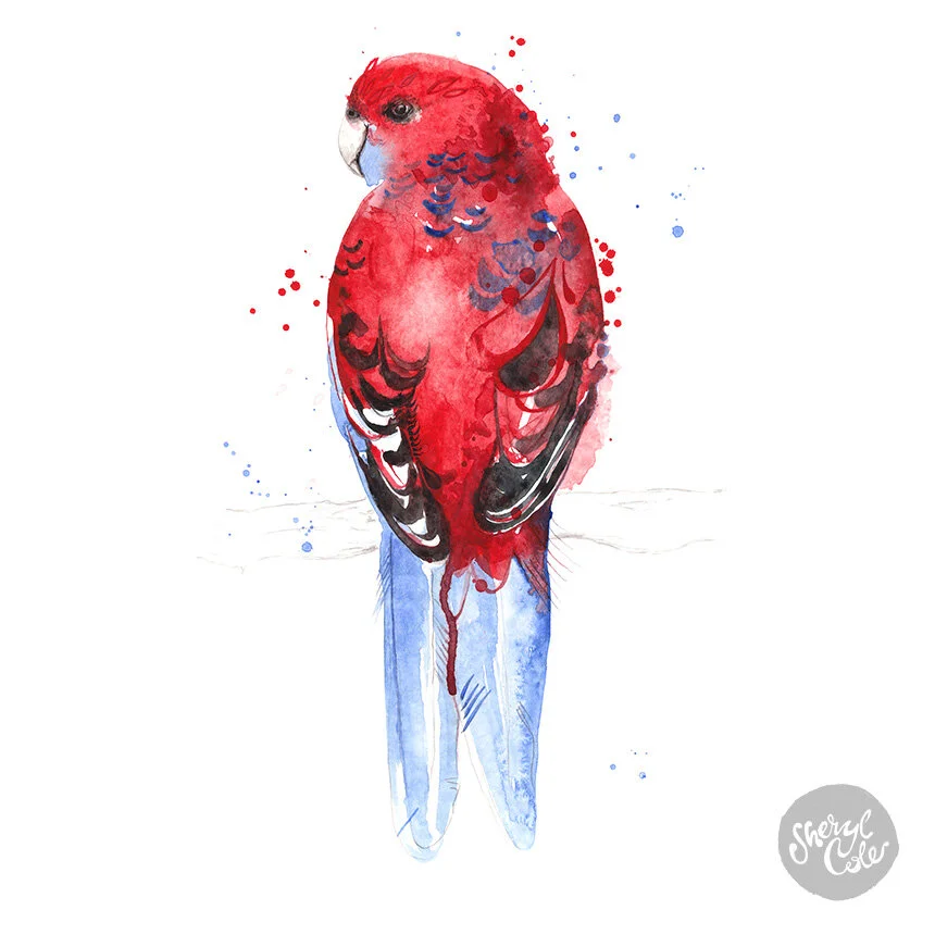 australian bird illustration, native australian birds, bird art prints, wildlife illustration, watercolour bird painting, nature wall art, australian wildlife art, botanical illustration, illustrated birds, giclée art prints, australian artist