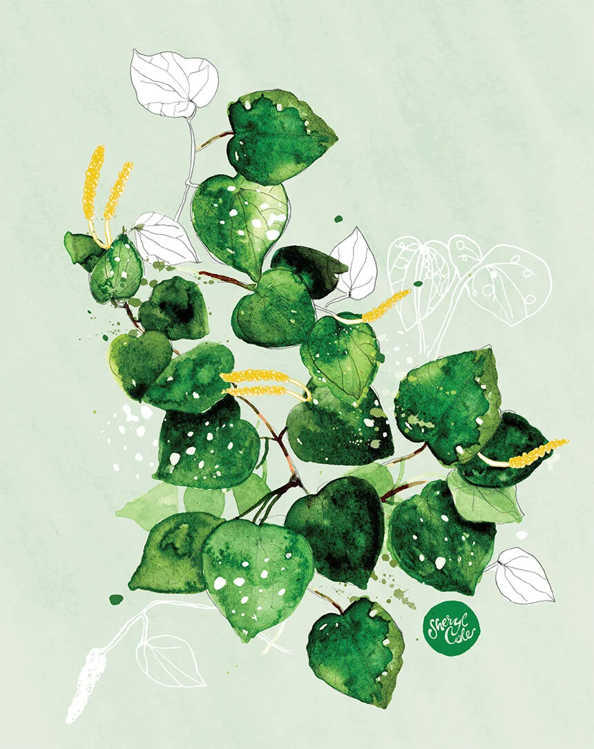 botanical illustration, kawakawa illustration, new zealand botanical art, watercolour botanical illustration, medicinal plant illustration, wellness branding illustration, nature illustration, packaging illustration botanical, floral illustration
