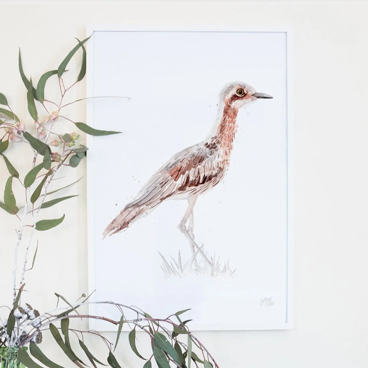 WILLA, is an Australian Bush-stone Curlew. On a moonlit night in the small hours you may hear Bush-stone Curlew&rsquo;s eerie wailing &ldquo;weer-lo&rdquo; call or you might see a couple during the day sheltering amongst tall grass or low shrubs. 

B