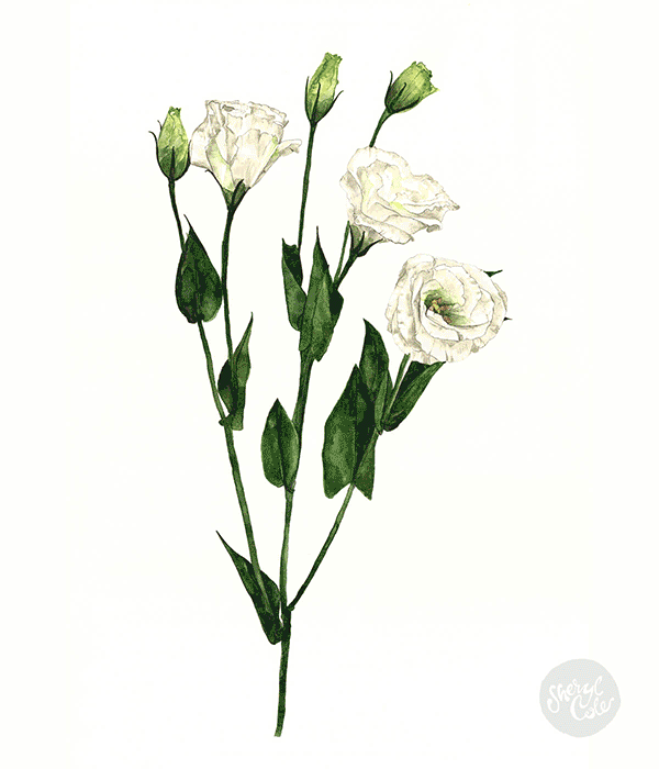 SCOLEXUNEPIECE_Botanicals_TN.gif