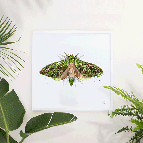 SherylCole_PuririMoths22_TN.gif