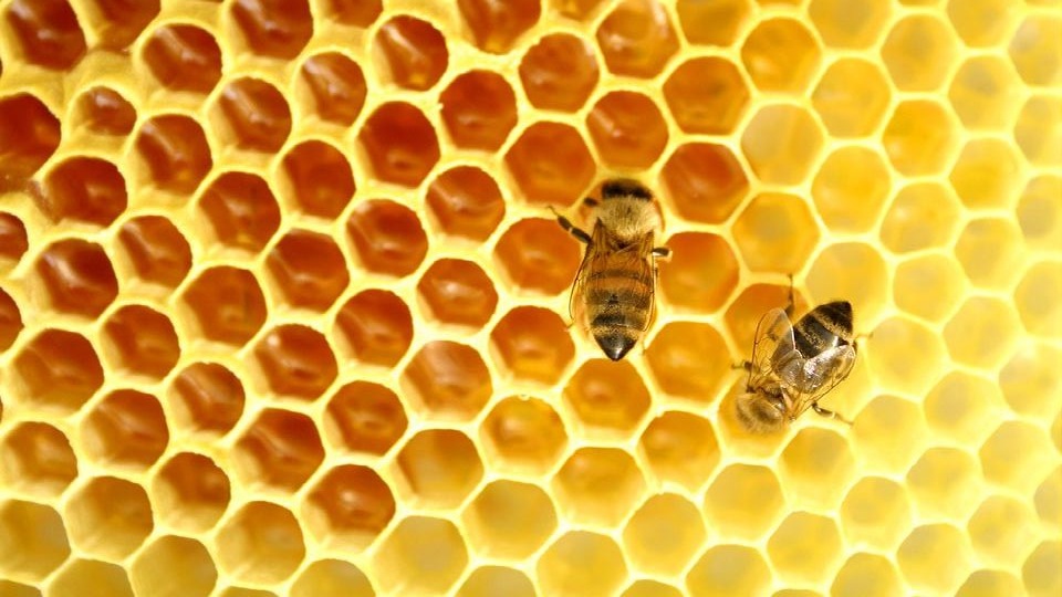 Bees+are+cool%2C+just+not+in+real+life+when+you+see+one%2C+only+in+pictures.jpg