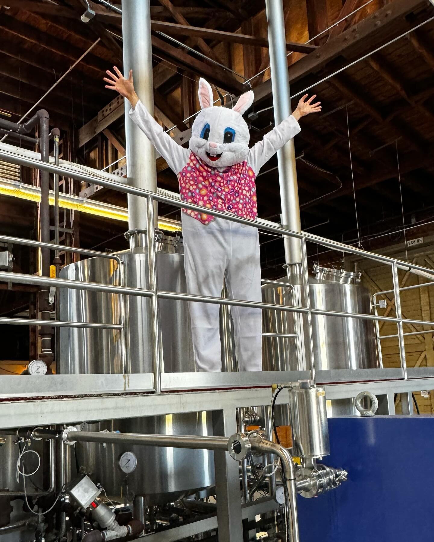 Look who we found hoppin&rsquo; around the Tasting Room! 🐰 The Easter Bunny will be back THIS SUNDAY (March 31st) for photo opps during a special BRUNCH &amp; BANDS!

Starting at 11AM, we&rsquo;ll have free, live music from @coast_jazz_band and @jes