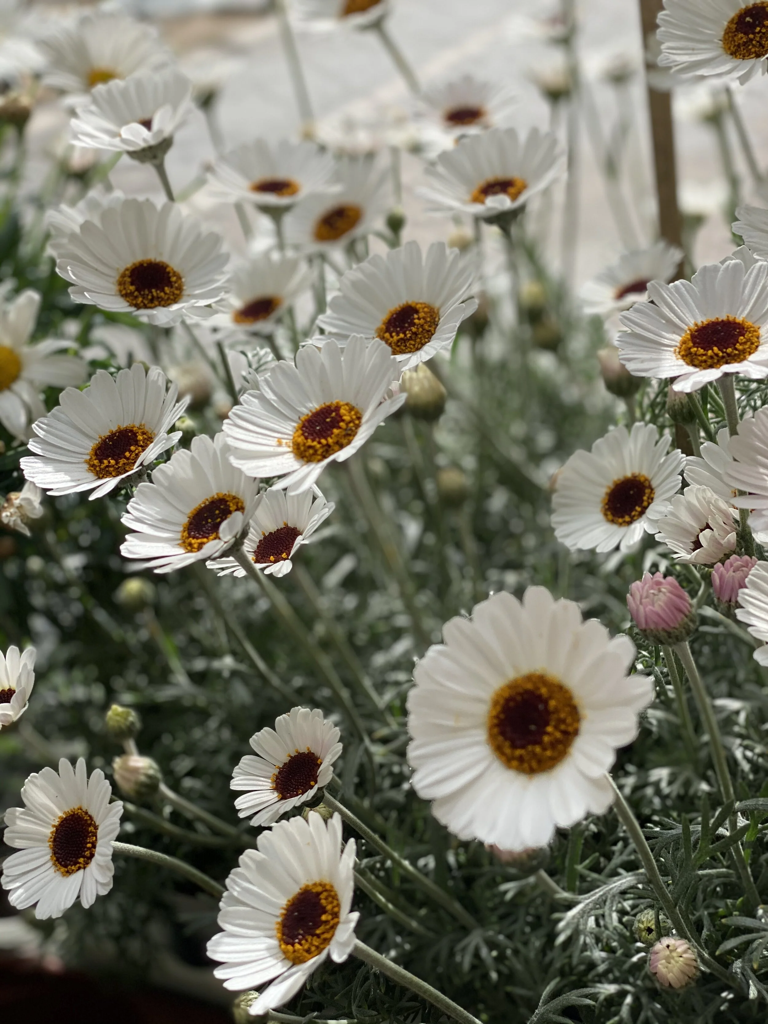 Osterblumen 10% Rabatt
