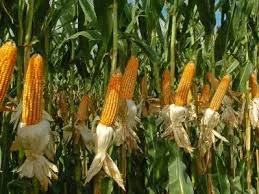 Kenya Concerned by Maize Market Distortions