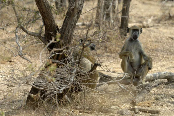 Tanzania Hydropower Dam Costs Double