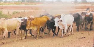 Italian leather firms invest $24 million in Tanzania