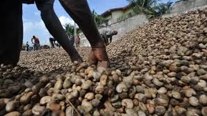 Tanzanian Government Seeks Buyers For Cashews