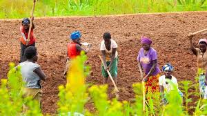  Rwanda Investigates Loss-Making Agriculture