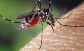 Tanzania Confirms Dengue Fever Outbreak