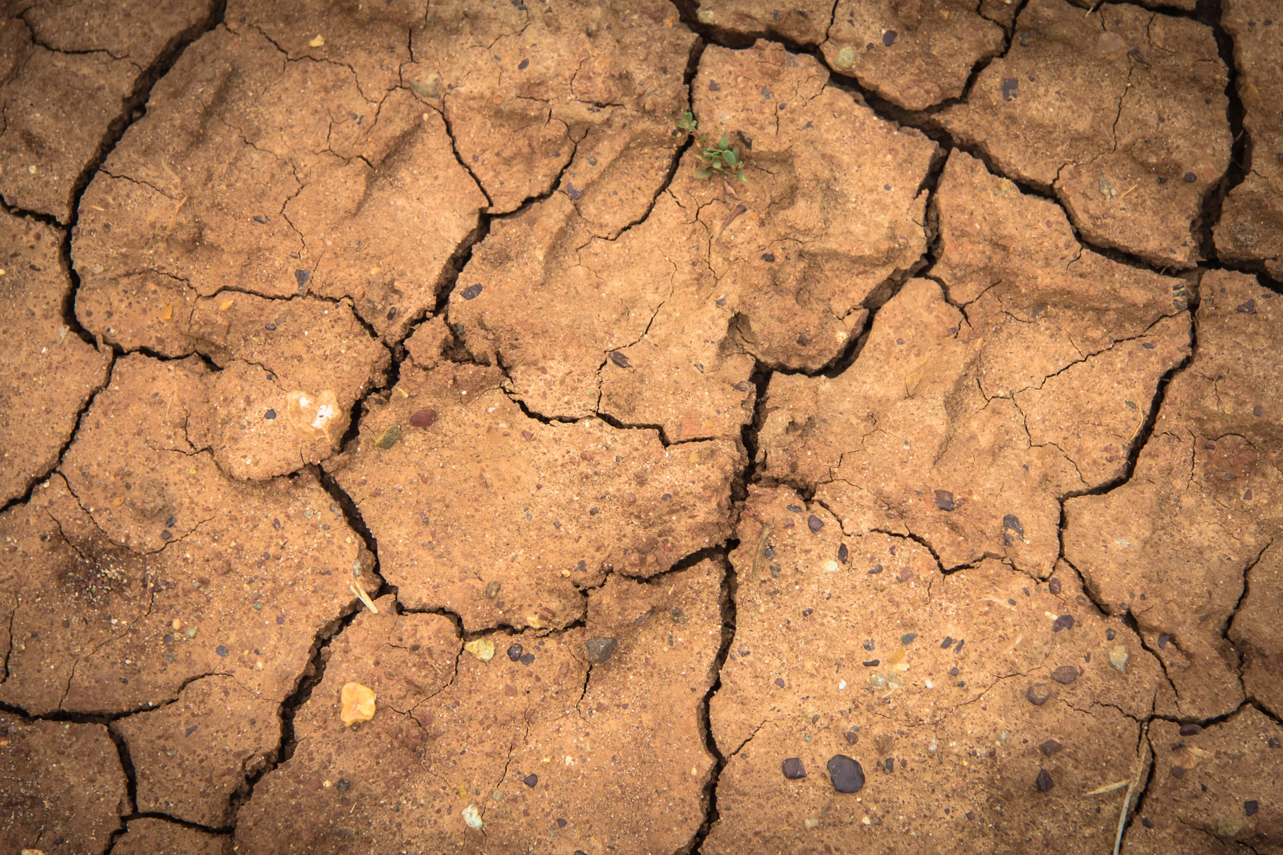 Kenya faces worst drought in 38 years
