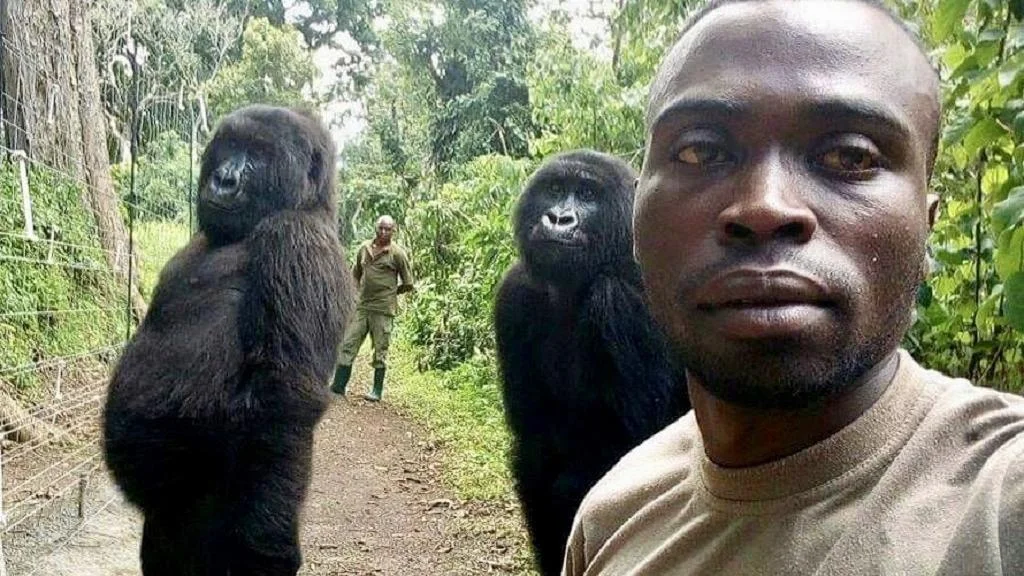 DRC Gorilla Selfie Goes Viral