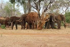 Tanzania Auctions Hunting Concessions