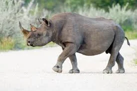 Rwanda To Receive Five Black Rhinos