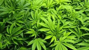  Ugandan Firms Compete For Marijuana Contracts