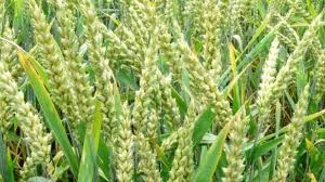 Rwanda Approves Tax Break For Alcohol Using Local Materials