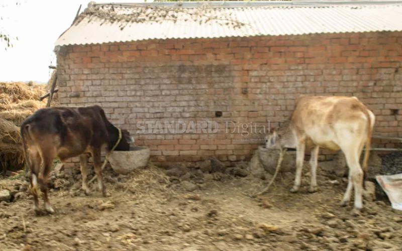 Use of livestock manure blamed for dangerous bugs in Nairobi