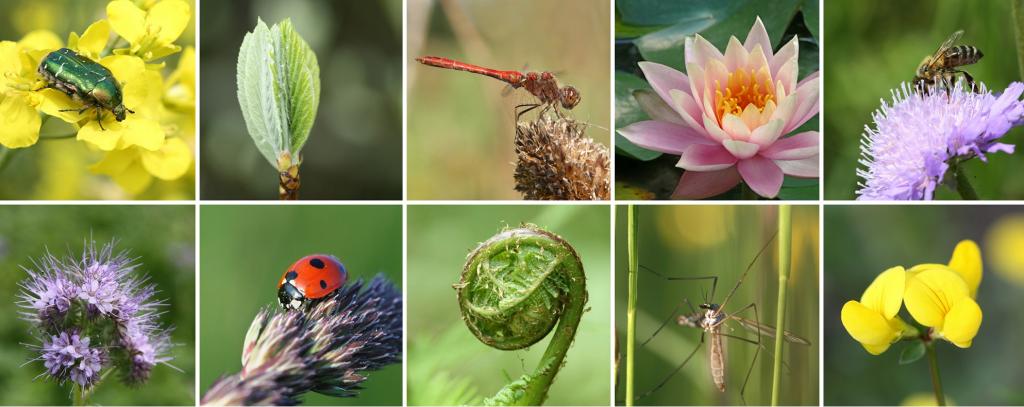   Talks on global plan to protect biodiversity begin in Nairobi