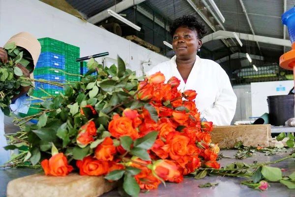 Kenya faces ban on cut flower exports to Australia