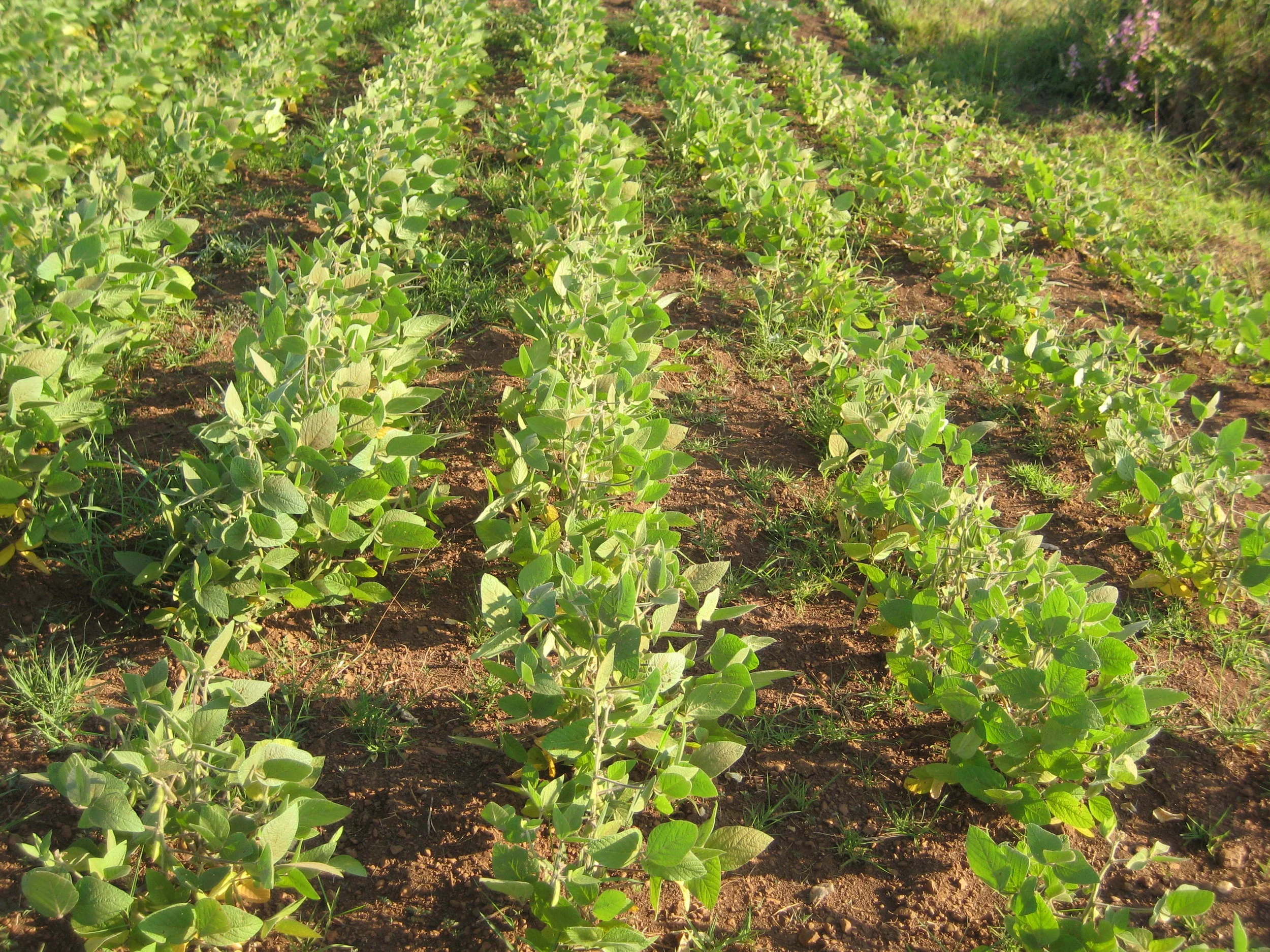 Civil Society Backs Museveni’s GMO Bill