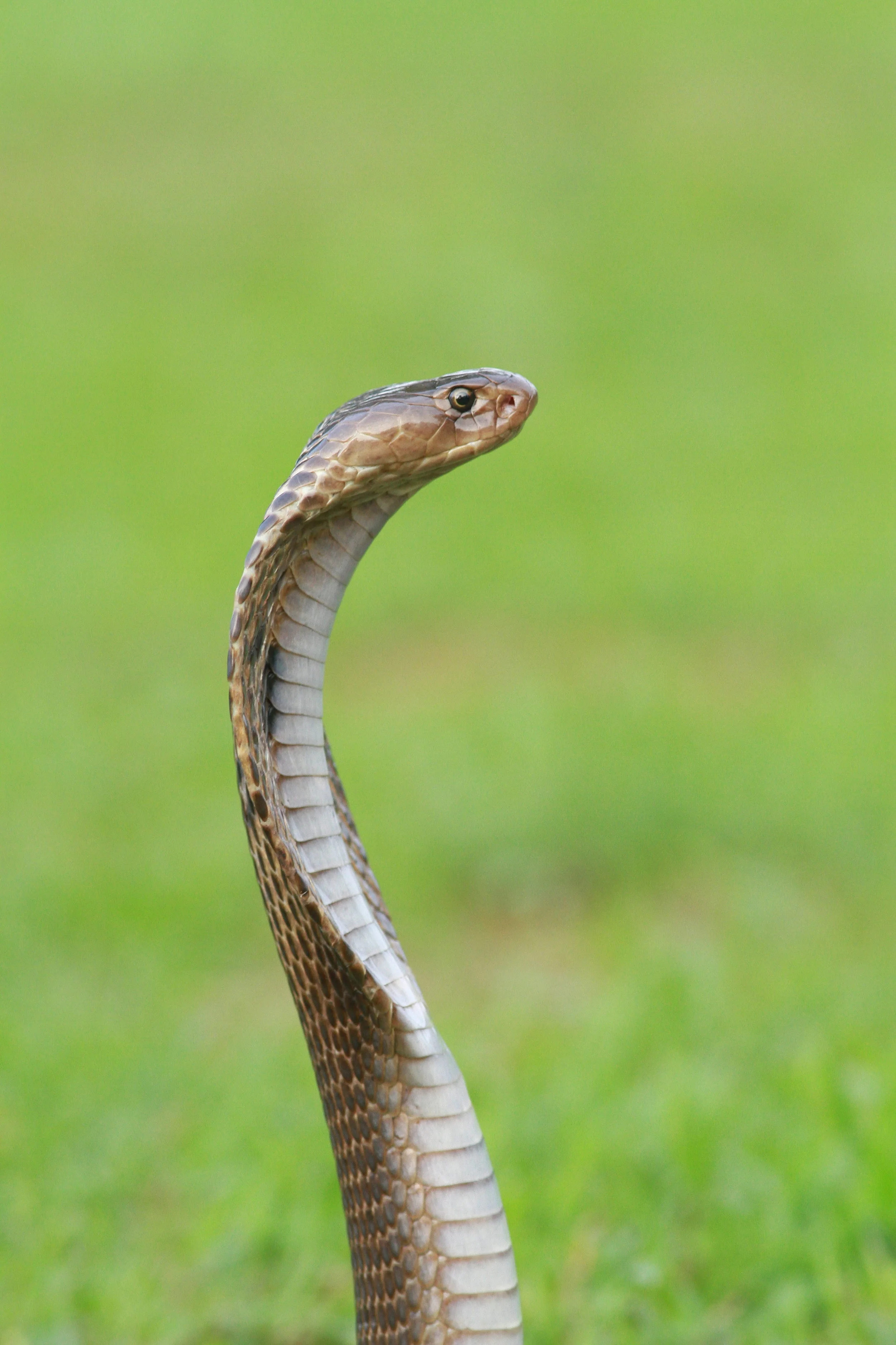 Kenyan researchers seek to stop fatal snakebites