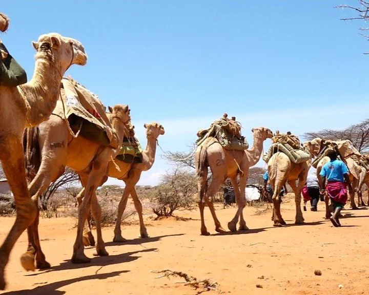 Kenya’s Mobile Camel Clinics
