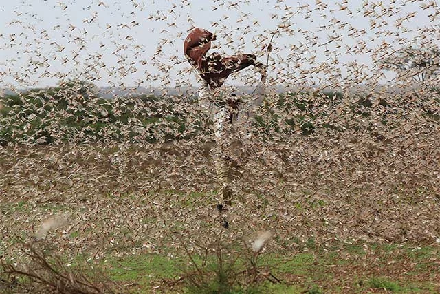 Desert Locust Outbreak in Ethiopia “Worsens”