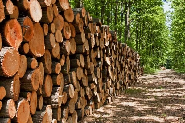 Lungu Denies Involvement in Tree Scandal