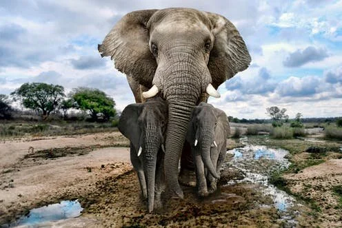 Tanzania Remains Vulnerable to Wildlife Trafficking