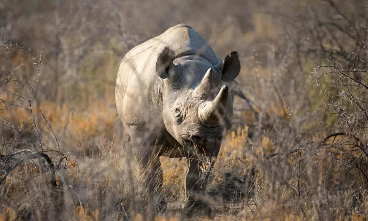 World's oldest free-ranging female black rhino dies in Tanzania