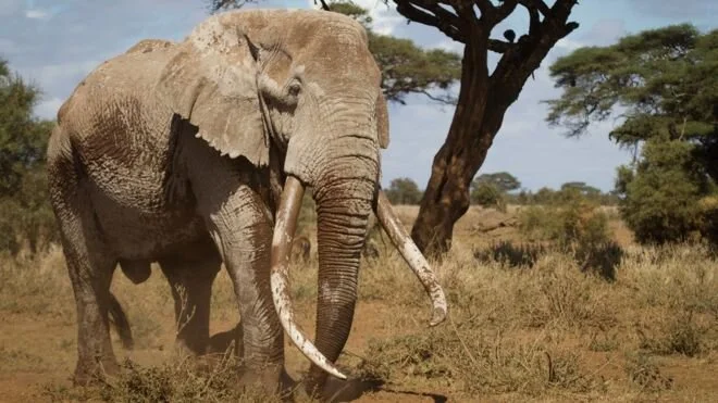 Kenya: Tim, one of the last ‘tusker’ elephants dies