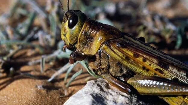 Locust plague reaches Uganda