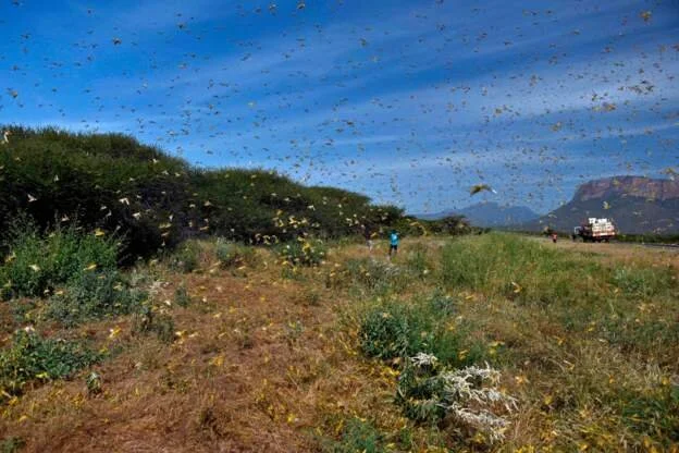 Bill Gates donates $10m to fight locust plague