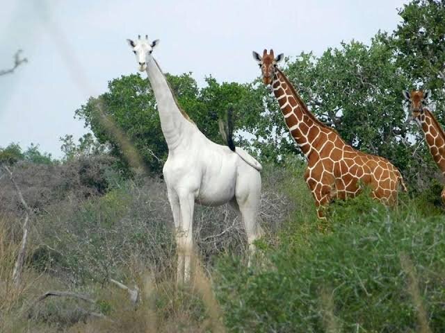 White giraffes feared dead in Kenya