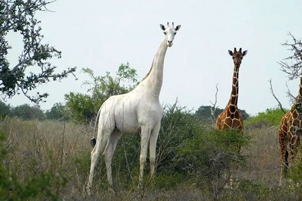 The loss of extremely rare white giraffes is yet another “wake-up call” for conservation efforts 